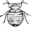 bed bug vector isolated on white  illustration silhouette