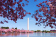 Washington DC cherry blossom