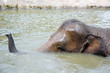 the big elephant play in the pond the big elephant play in the pond