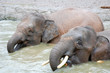 two elephant eat a coconut at the pond two elephant eat a coconut at the pond