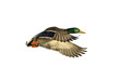 Isolated Mallard Duck In Flight On A Solid White Background.