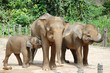 the group family elephant at the park the group family elephant at the park