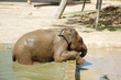 a baby elephant swimming at the pond a baby elephant swimming at the pond