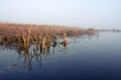 Lake in fog
