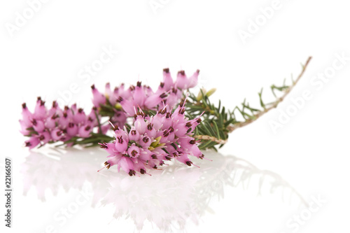 Photo: Purple heather Purple heather
