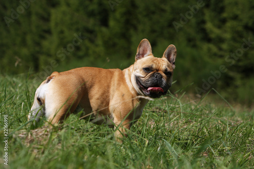 rencontre bouledogue francais