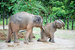 mother elephant teach the baby elephant walk mother elephant teach the baby elephant walk