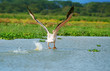 flying great white pelican