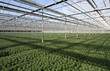 Greenhouse Plants