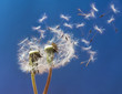 Pusteblumen im Wind