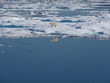 Eisbär in der Arktis