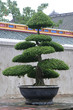 Bonsai