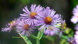 Fleur mauve Fleur mauve