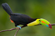 Keel Billed Toucan, from Central America.