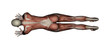 Yoga - Plank Pose. Female Muscles