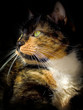 Cat black and white