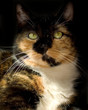 Cat black and white