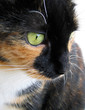 Cat black and white