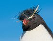 rockhopper penguin rockhopper penguin