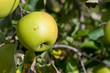 A ripe golden delicious apple ready to be picked