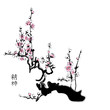 Sakura painting in chinese watercolour style