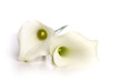 Weisse Callas