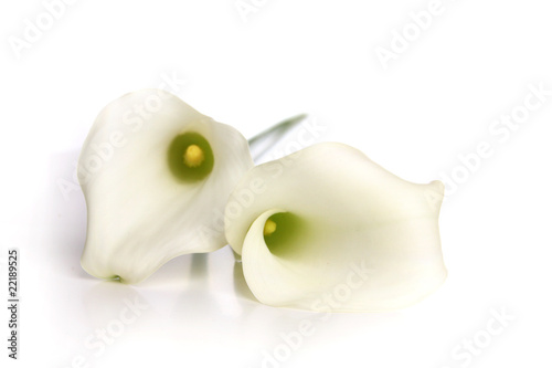 Foto: Weisse Callas Weisse Callas
