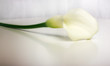 Weisse Callas