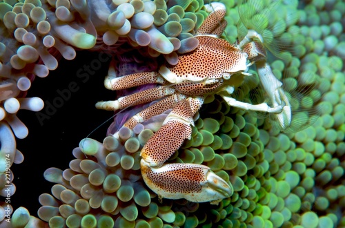 Anemone Crab