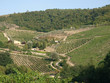 Vineyards and olive fields in Chianti, Tuscany