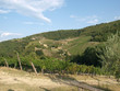 Vineyards and olive fields in Chianti, Tuscany