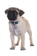 Mops