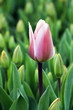 tulpen