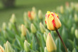 tulpe