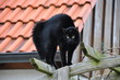 Katzenbuckel