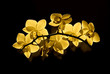 Orchidee