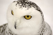 Snow owl.