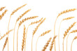 Golden wheat isolated on a white background. Golden wheat isolated on a white background.