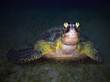 Sea turtle