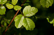 Photo: Poison Oak Poison Oak