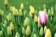 tulpe