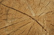 Holzstamm Holzstamm
