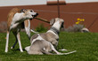 Zwei Hunde mit Stock Zwei Hunde mit Stock