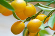 Kumquats am Baum