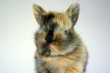 Junges Kaninchen
