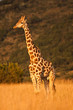 Giraffe Giraffe