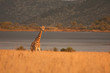 Giraffe Giraffe