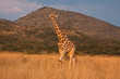 Giraffe Giraffe