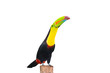 Keel Billed Toucan, from Central America. Isolated on White. Keel Billed Toucan, from Central America. Isolated on White.