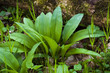 bärlauch - wild garlic